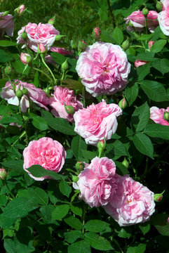 Rosa Gertrude Jekyll - Rosier