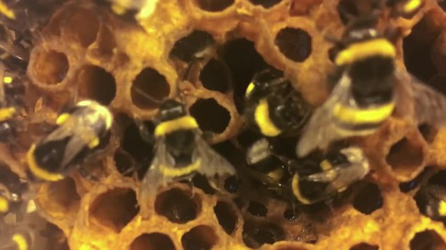 busy bees working on the honeycomb of a hive
