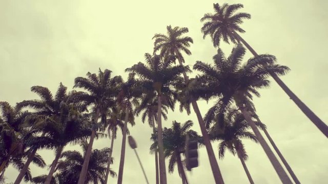 Royal tall palm trees, Rio de Janeiro, Brazil. Low angle shot