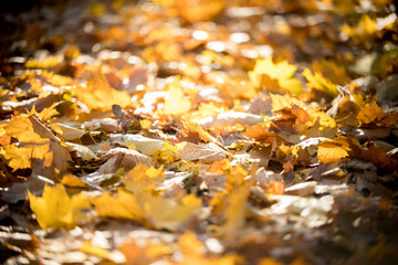 Yellow autumn leaves covered the path in the park