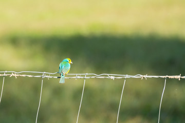Colorí­n Pecho Naranja  © alfredo914