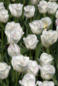 Tulipa Triomphe Gwen - Tulipe