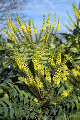 Mahonia Winter Sun