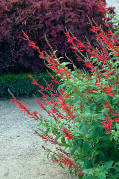 Salvia Elegans - Sauge Ananas