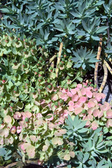 Euphorbia Rigida
