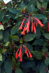Fuchsia Hybrida Insulinde