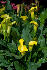 Zantedeschia - Arum