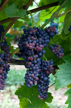 Vitis - Raisin De Corinthe Noir