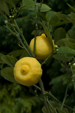 Limette A Mamelon