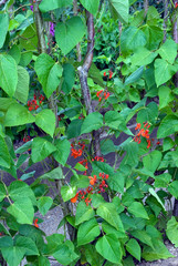 Phaseolus Coccineus - Haricot D'Espagne Achievment Merit
