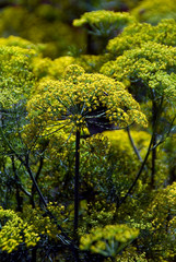 Anethum Graveolens Fernleaf - Aneth Fernleaf