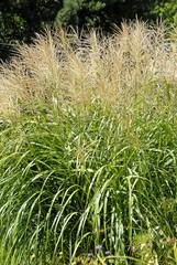 Miscanthus Sinensis