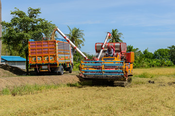 Fototapeta premium Harvest machine loading seeds in to trailer on rice field. Harvesting is the process of gathering a ripe crop