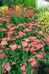 Achillea © HVPM dev