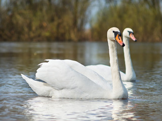 white swans on the river. © Nemeziya