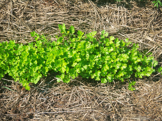 parsley in the garden.