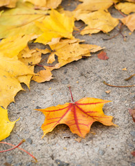 autumn leaf on the ground