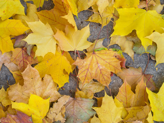 autumn leaves on the ground