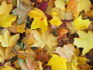 autumn leaves on the ground