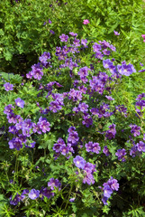 Obraz premium Geranium Magnificum