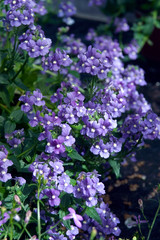 Nemesia
