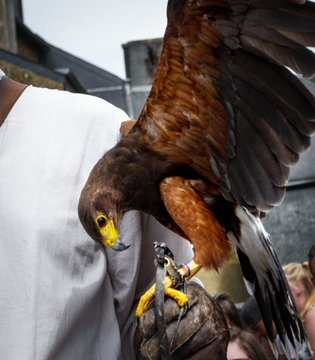 Eagle on man's hand