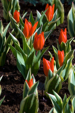 Tulipa Praestans Unicum - Tulipe