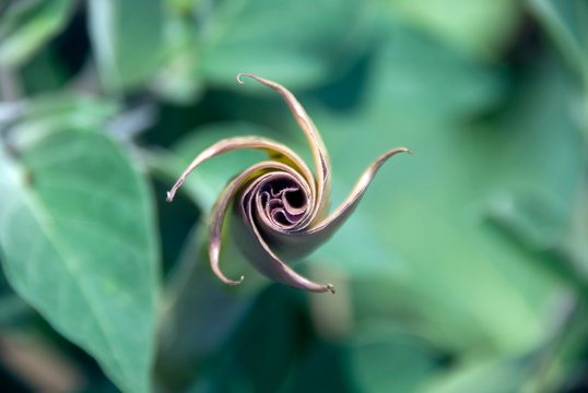 Datura Wrightii