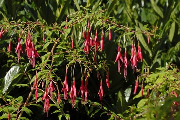 Fuchsia