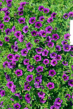 Callibrachoa Callie Purple 07