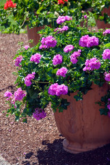 Pelargonium Lierre Double