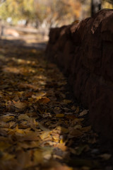 autumn leaves on pathway