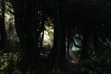 forest with faint light