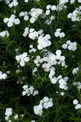 Achillea Ptarmica Boule De Neige