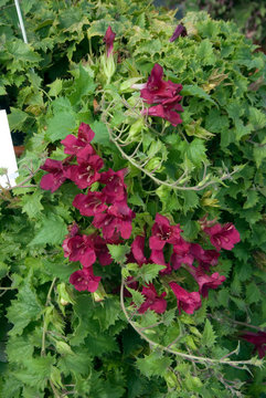 Lothospermum Lofos Wine Red