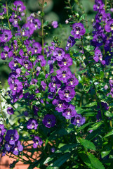 Angelonia Angelface Blue