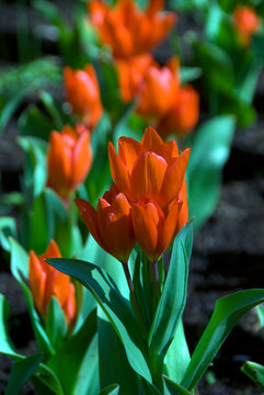 Tulipa Praestans Fusilier - Tulipe