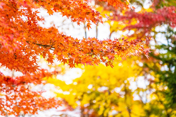 Red maple leaf tree