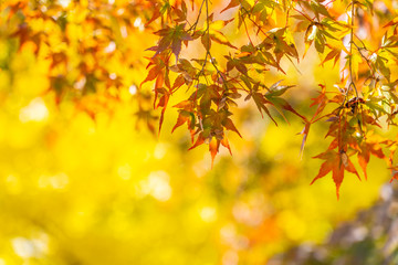 Naklejka na ściany i meble Beautiful maple leaf tree in autumn season