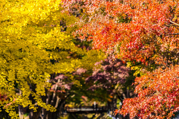 Beautiful maple leaf tree in autumn season