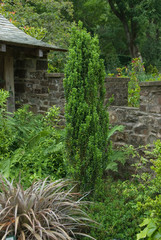 Ilex Crenata Fastigiata Group