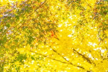 Beautiful maple leaf tree in autumn season