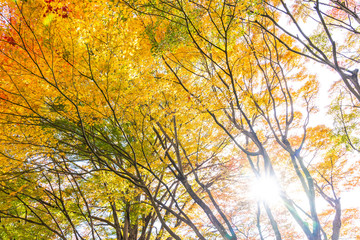 Beautiful maple leaf tree in autumn season