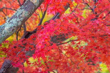 Beautiful maple leaf tree in autumn season