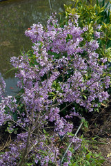 Daphne Genkwa