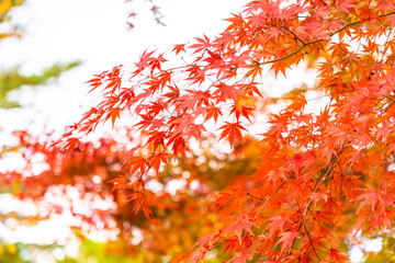 Beautiful maple leaf tree in autumn season