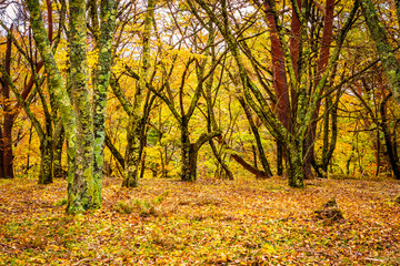 Fototapeta premium Beautiful maple leaf tree in autumn season