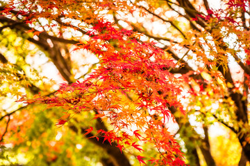 Beautiful maple leaf tree in autumn season