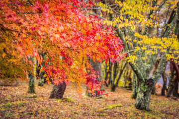 Beautiful maple leaf tree in autumn season