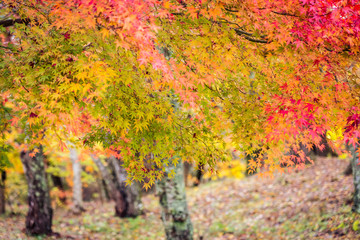 Beautiful maple leaf tree in autumn season